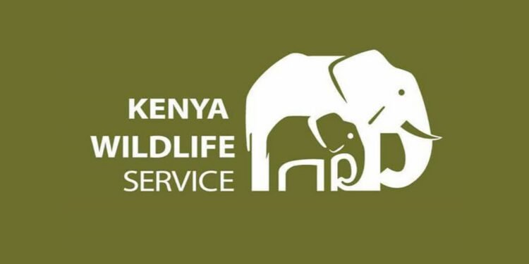 KWS Unveils Festive Free-Entry Offers to Boost Local Park Tourism